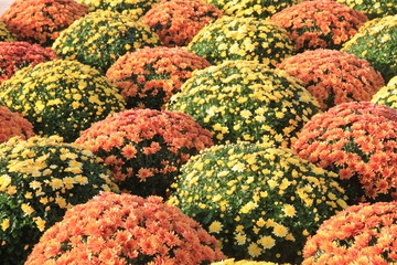 Chhysanthemums - All Saints Day