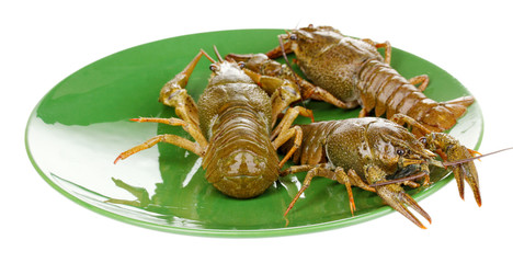 green crayfishes on the plate isolated on white