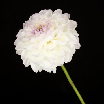 White dahlia isolated on black