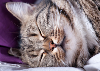 Fototapeta na wymiar bardzo piękna europejski kot śpi