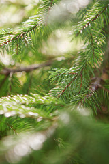 Beautiful branch of fir-tree as abstract christmas background