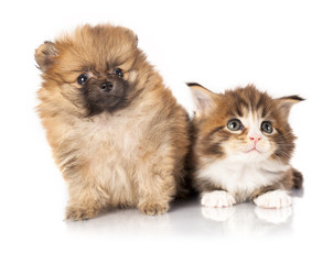 Fototapeta premium Spitz puppy and kitten breeds Maine Coon, Cat and dog