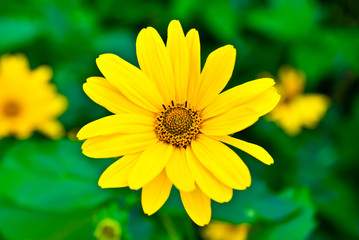 yellow flower