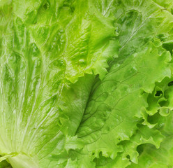 fresh lettuce leaf background