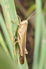 Cavalletta