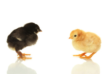 black and yellow little chickens isolated on the white