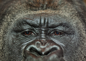 Gorilla Portrait © -Marcus-