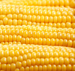 Yellow corn background