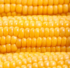 Sweetcorn background