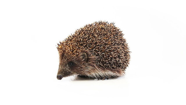small hedgehog on a white background