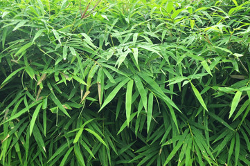 Bamboo after raining