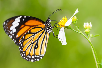 Papillon gros plan sur fleur