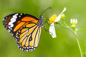 Keuken foto achterwand Vlinder Close-up vlinder op bloem