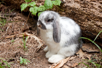 Young rabbit