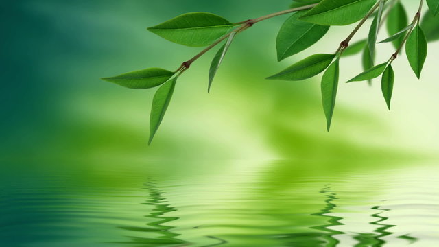 Leaf reflection