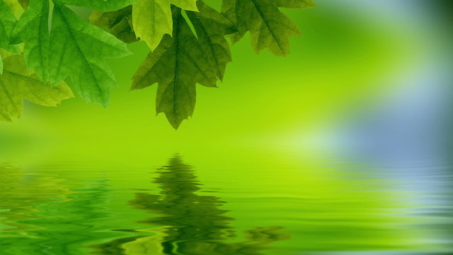 Leaf reflection
