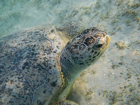 Green sea turtle