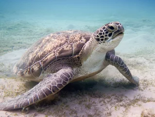 Foto op Plexiglas Schildpad Groene zeeschildpad