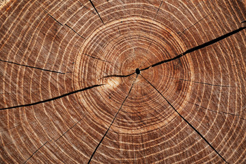 Cut timber with growth rings