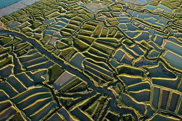 Marais salants de la Tremblade