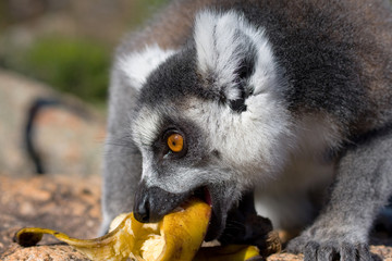 Lemur, Madagascar