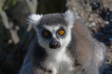 Lemur, Madagascar