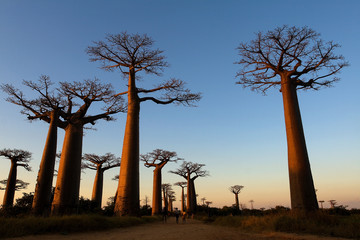Baobab alley, Madagascar  © sunsinger