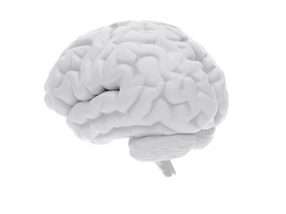 3d human brain