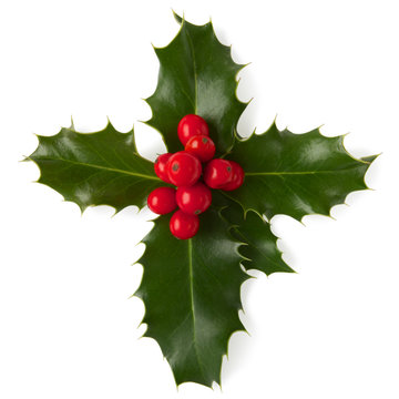 Holly with berries, clipping path included.
