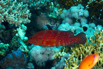 Naklejka na ściany i meble Coral hind in the Red Sea, Egypt.