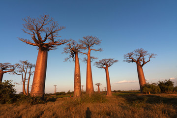 Fototapeta na wymiar Baobab Aleja, Madagaskar