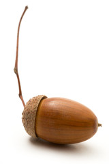 One acorn on white