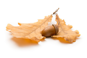 Fresh acorn with dried leaves © Sergey Yarochkin