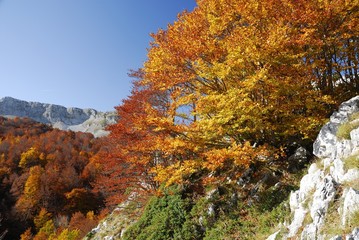 Mainarde