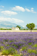 Naklejka na ściany i meble Lawendowe pole, Plateau de Valensole, Provence, Francja