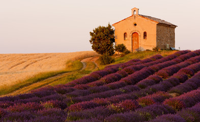 chapel with lavender and grain fields, Plateau de Valensole, Pro