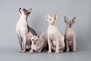 Family sphynx