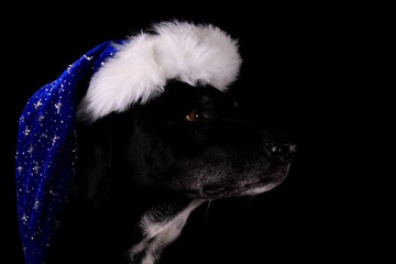 profil christmas dog