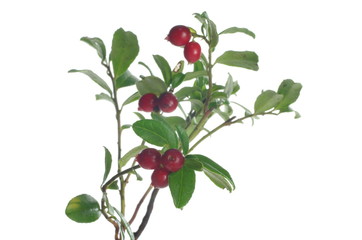 red cranberry