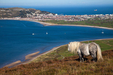 Wild Welsh Ponies