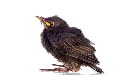 Young starling with worm