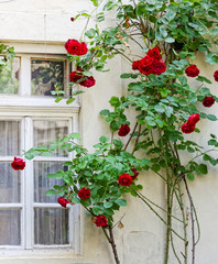 Fototapeta na wymiar Old wall with a window, twined blossoming roses