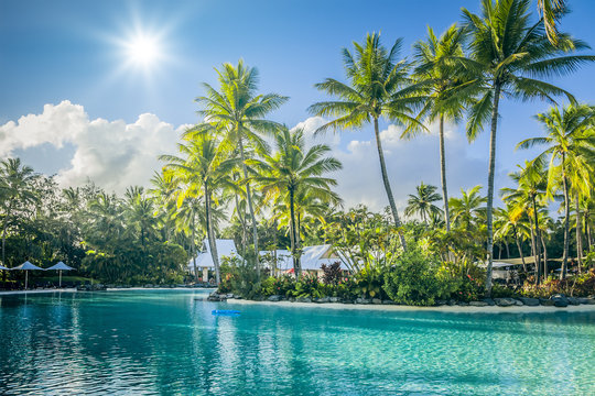 palm tree and pool