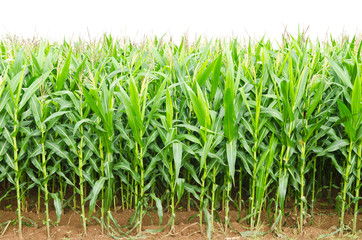 Fototapeta premium A green field of corn