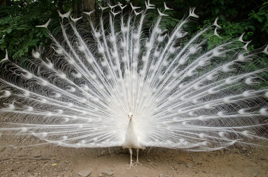Fototapeta Peacock