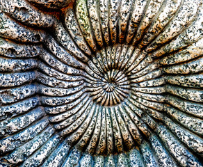 Fossil of Ammonite in a stone © wlad074