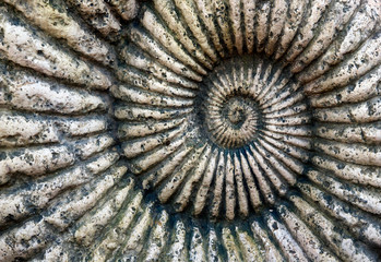 Fossil of Ammonite in stone