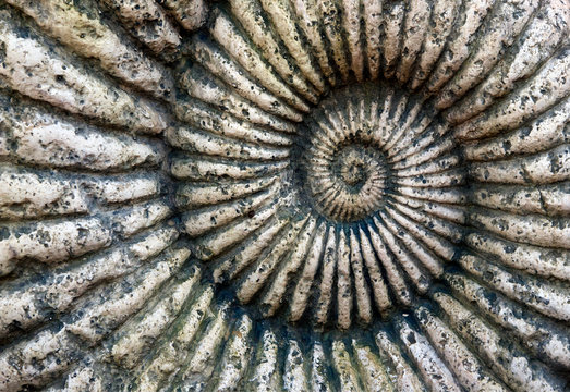 Fossil Of Ammonite In Stone