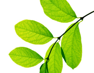 Obraz premium Green leaves on a branch on white background