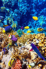 Obraz na płótnie Canvas Koral i ryby w Morzu Czerwonym. Egipt, Afryka